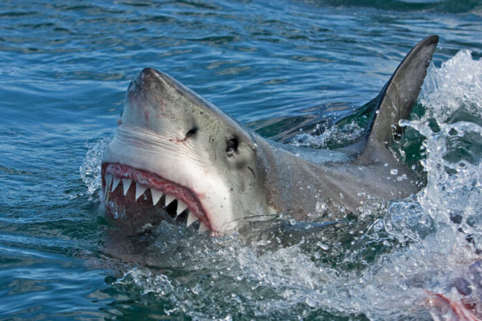 Great,White,Shark,,Carcharodon,Carcharias