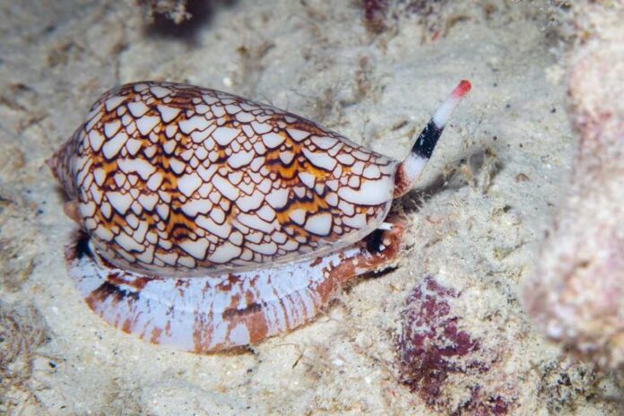 Close-up,Photo,Of,A,Colorful,Textile,Cone,Snail,Crawling,Across