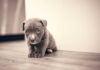 Pit Bull Puppy Shot – Judge’s Defense Under Fire A small brown puppy sitting on a wooden floor