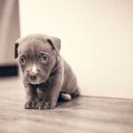 A small brown puppy sitting on a wooden floor