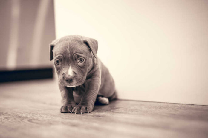 A small brown puppy sitting on a wooden floor