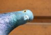 Close-up of a pigeon with a curious head tilt
