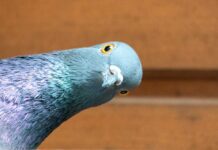 Close-up of a pigeon with a curious head tilt
