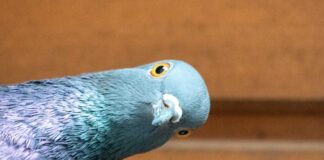 Close-up of a pigeon with a curious head tilt
