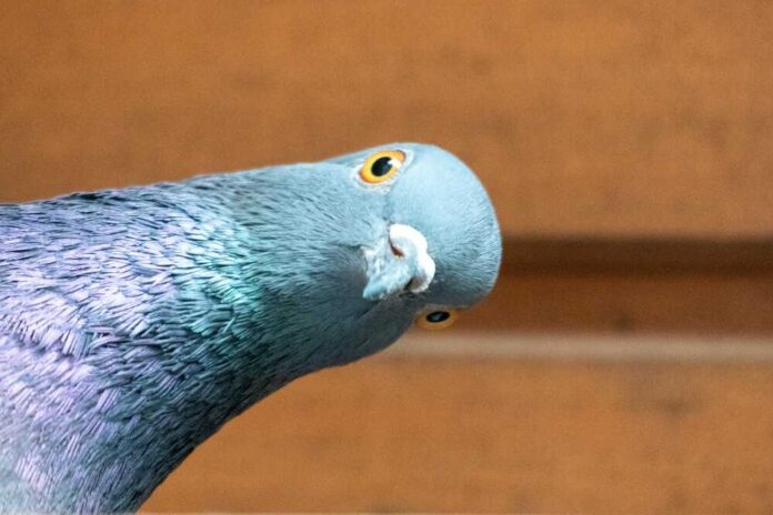 Close-up of a pigeon with a curious head tilt