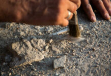 Skull With T. rex Tooth—What Really Happened? Hand brushing dirt from an archaeological site surface