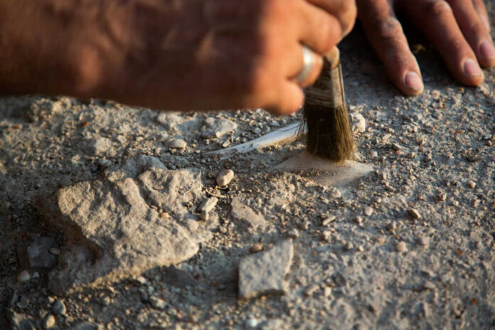 archaeologist-cleans-a-found-artifact2488500141jpg Hand brushing dirt from an archaeological site surface