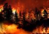 Forest wildfire engulfing trees with intense flames