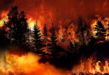 Forest wildfire engulfing trees with intense flames