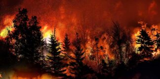 Forest wildfire engulfing trees with intense flames
